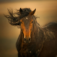 Wild Horses