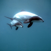 New Zealand's Critically Endangered Maui's Dolphin
