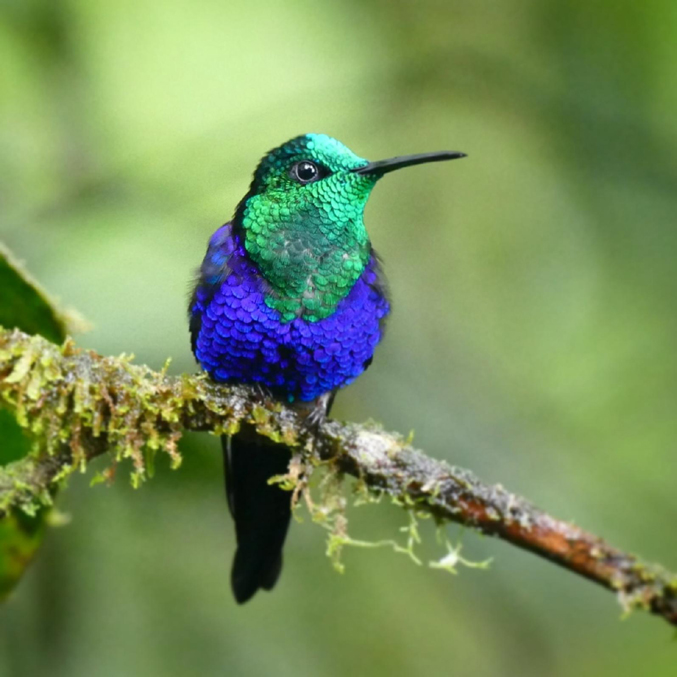 Wildly Magical Treasures Of The Amazon Rainforest Cosmic Sister