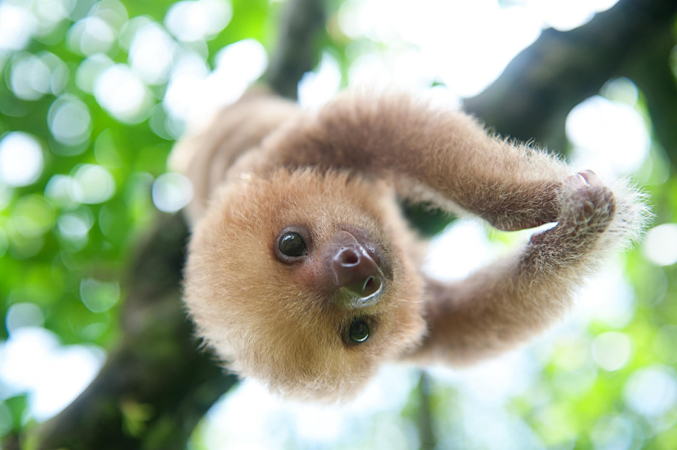 Rainforest baby shop