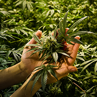 Zoe Helene Cannabis